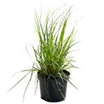 Cortaderia Pumila 1 Gallon Uruguayan Pampas Grass Live Plant Outdoor Gr7
