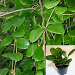 Hoya Australis Plant 4Inches Pot Common Wax Flower Rare Premium House Live Plant