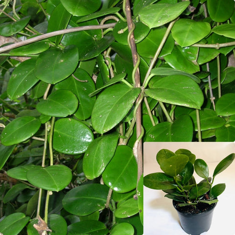 Hoya Australis Plant 4Inches Pot Common Wax Flower Rare Premium House Live Plant