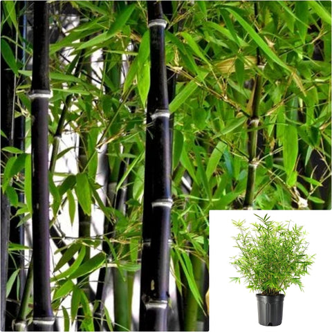 Phyllostachys Nigra Plant 5 Gallon Ht7 Black Bambo Plant Purple Bamboo Tree Live Plant Best Ht7