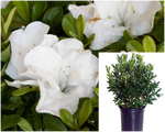 Azalea Encore Angel 3Gallon Plant Rhododendron Robleg Plant Flower Live Plant Gr7