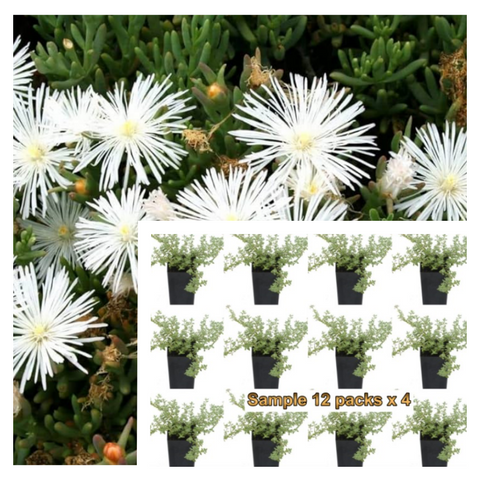 Lampranthus White 12Packs Of 2Inches Pot Plant Perennial Mesembryanthemum Palnt Groundcovers Live Plant Mr7