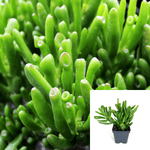 6Packs Of 2Inches Pot Crassula Gollum Jade Elephant Foot Succulent Live Plant Ht7 Best