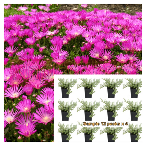 Lampranthus Spectabilis Plant Hardy Ice Purple 6Packs Of 2Inches Pot Trailing Iceplant Pink Live Plant Ht7