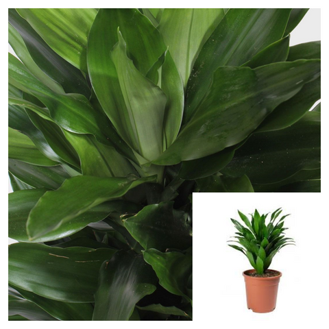 Dracaena Fragrans Ker Gawl 1 Gallon Plant Corn Plant Palmillo Upright Foliag Live Plant Ht7