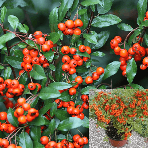 Pyracantha K Santa Cruz 1 Gallon Ht7 Plant Orange Red Santa Cruz Firethorn A+ Live Palnt Ht7
