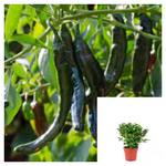 Pasilla Chilli 1 Gallon Plant Chile Black Pepper Plant Pasilla Bajio Live Plant Vegetable Ht7 best