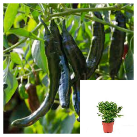 Pasilla Chilli 1 Gallon Plant Chile Black Pepper Plant Pasilla Bajio Live Plant Vegetable Ht7 best