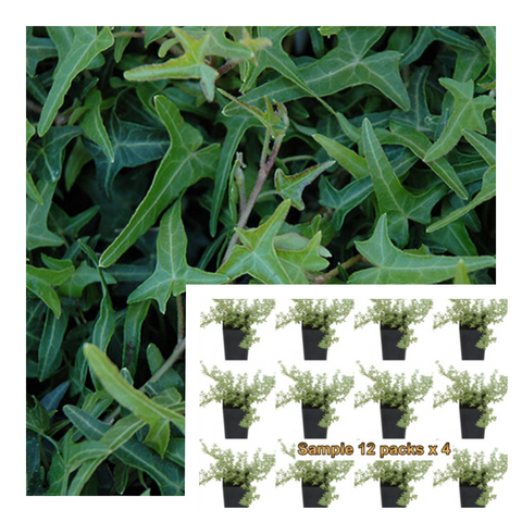 Ivy Needlepoint 6Packs Of 2Inches Birds Foot Plant Hedera Helix Vine Wall Cover English Live Plant Ht7