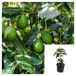 Avocado Fruit 2 Gallon Plant Hass Avocado Bacon Organic Fruit Tree Live Plant Ht7 best