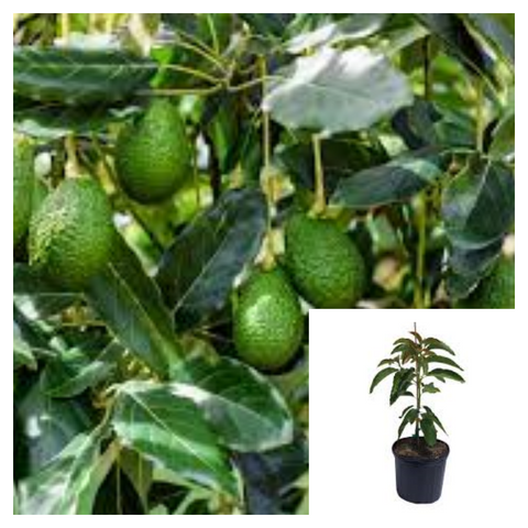 Avocado Fruit 2 Gallon Plant Hass Avocado Bacon Organic Fruit Tree Live Plant Ht7 best