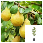 Fruit yellow sweet delicious Bartlett Pears tree pear fruit Plant 5 GallonPlant Williams Pear Tree Plant Williams Bon C