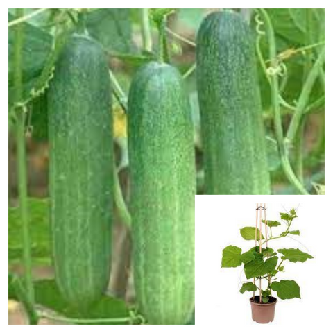 Cucumber 1 Gallon Plant Cucurbitaceae Plant Gherkin Cucumber Live Plant Veggies Best