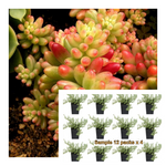 Sedum Rubrotinctum 12Packs Of 2Inches Plant Jellybean Palnt Succulent Live Plant Mr7