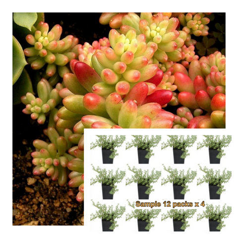Sedum Rubrotinctum 12Packs Of 2Inches Plant Jellybean Palnt Succulent Live Plant Mr7