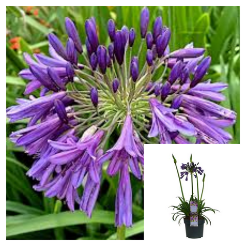 Agapanthus Purple 4inches Plant African Lily Plant  Lily of the Nile Live Plant Ht7