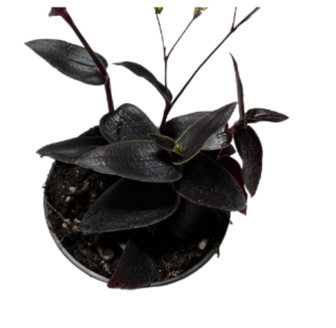 Tradescantia Black 4Inches Plant Best Black Yew Tradescantia Jose Puig Plant Rare Live Plant Ht7