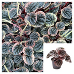 Peperomia Abricos 4Inches Plant Radiator Plant Abricos Pot Plant Peperomia Caperata Live Ht7 Best