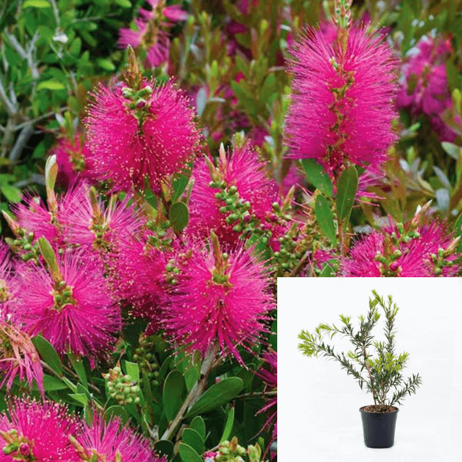 Outdoor- All Plants – NNplant