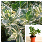 Jade Variegated 4Inches Plant Crassula Ova Variegated Plant Succulent Live Plant Ht7 Best