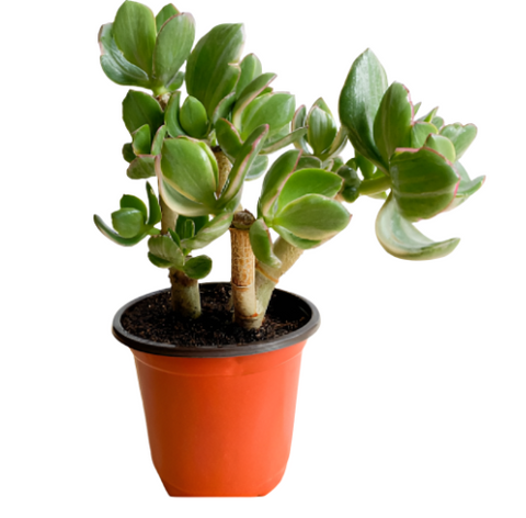 Jade Variegated 4Inches Plant Crassula Ova Variegated Plant Succulent Live Plant Ht7 Best