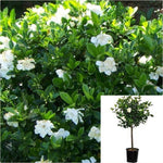 Gardenia Veitchii Patio 3 Gallon Plant Cape Jasmine Tree Live Plant Fr7