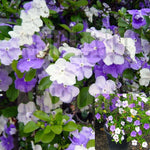 Brunfelsia Floribunda Compacta 1 Gallon Pot Morning Noon And Night Plant Blue Shrub Live Plant Ho7