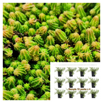 Sedum Sexangulare 12Pack Of 2In Tasteless Stonecrop Plant Goldmoss Live Plant Ht7