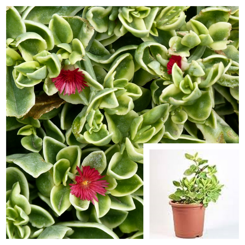 Mesembryanthemum Cordifolium Variegata 4inches Plant Heartleaf Ice Plant Baby Sun Rose Live Plant Succulent Ht7