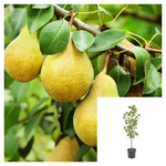 Fruit Tree Bartlett Pear 5Gallon Plant Williams Pear Tree Plant Williams Bon C Gr7