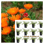 Lampranthus Aureus Orange 12Packs Of 2Inches Pot Plant Gouevygie Golden Vygie Palnt Groundcovers Live Plant Mr7