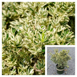 Euonymus Japanese Silver Prince 1Gallon Silver Princess Boxleaf Euonymus Plant Outdoor Live Plant Mr7Ht7 Best