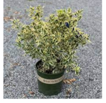 Euonymus Japanese Silver Prince 1Gallon Silver Princess Boxleaf Euonymus Plant Outdoor Live Plant Mr7Ht7 Best