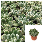 Echeveria Setosa 4Inches Mexican Fire Cracker Plant Firecracker Echeveria Crassulaceae Live Plant Ht7