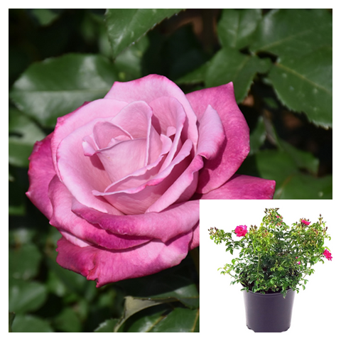 Rosa Fragrant Plum 5 Gallon Plant Rosa Aroplumi Plant Flower Live Plant Outdoor Best Ht7