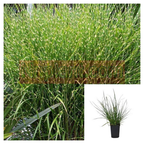 Miscanthus Sin Zebrinus 4inches Plant Zebra Grass Plant Miscanthus Sinensis Zebrinus Live Plant Outdoor Plant Grass Ht7