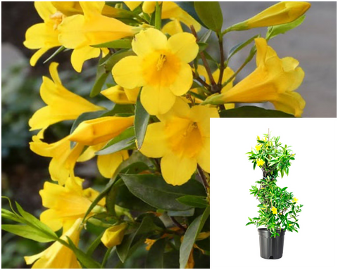 Gelsemium Sempervirens 5Gallon Plant Espalier Carolina Jasmine Live Plant Outdoor Gg7