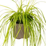 Carex Oshimensis Everillo 1Gallon Pot Lime Japanese Sedge Plant Grass Outdoor Live Plant Ht7