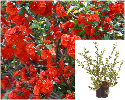 Chaenomeles Double Take Scarlet 5Gallon Double Take Scarlet Storm Flowering Quince Plant Scarlet Storm Flowering Quince Live Plant Ho7