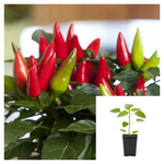 Pepper Salsa Plant 4Inches Plant Ornamental Pepper Salsa Plant Pepper Ht7 Best