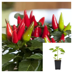 Pepper Salsa Plant 4Inches Plant Pepper Salsa chili Plant Pepper Ht7 vegetable