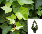 Hedera Ivy Staked 5 Gallon Pot Plant Common English Live Plant Gr7