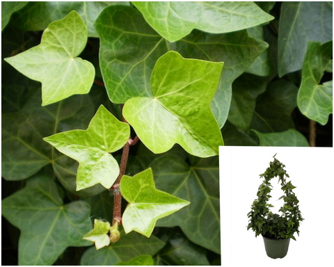 Hedera Ivy Staked 5Gallon Pot Hedera Ivy Plant Common Ivy English Live Plant Gr7