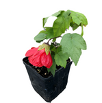 Abutilon Red 4Inches Flowering Maple lantern bulbs flower tree Plant Indian Mallow Live Plant Ht7