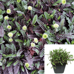 Brass Buttons Black Leptinella 12Packs Of 2Inches Pot Squalida Plant Ground Cover Mr7