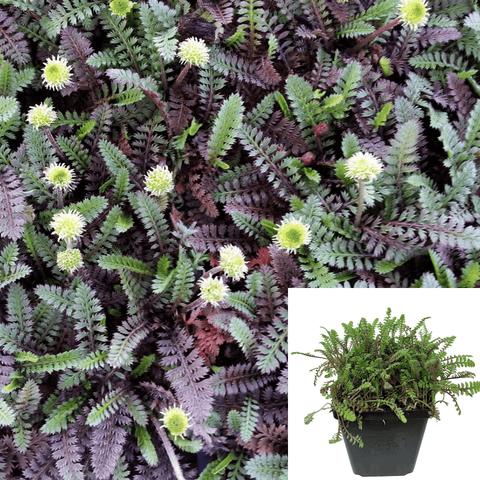 Brass Buttons Black Leptinella 12Packs Of 2Inches Pot Squalida Plant Ground Cover Mr7