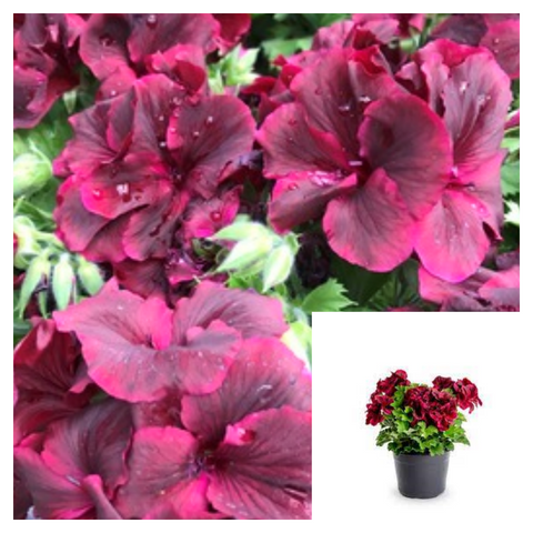 Geranium Martha Burgundy 1 Gallon Ht7 Elegance Plant Regal Geraniums Live Plant Ht7