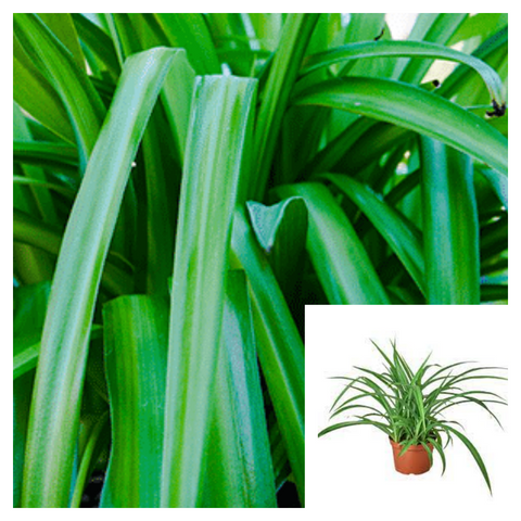 Spider Green 4Inches Plant Grass Ground Covering Edge Hedge Plant Chlorophytum Capense Ht7 Best