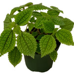 Pilea Moon Valley Plant Mollis Live Plant 6  Pot Indoor Healthy Purple Line Winkle Ht7 Best