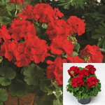 Zonal Geranium Calliope Red - Pelargonium Calliope Plant 1 Gallon Pht7